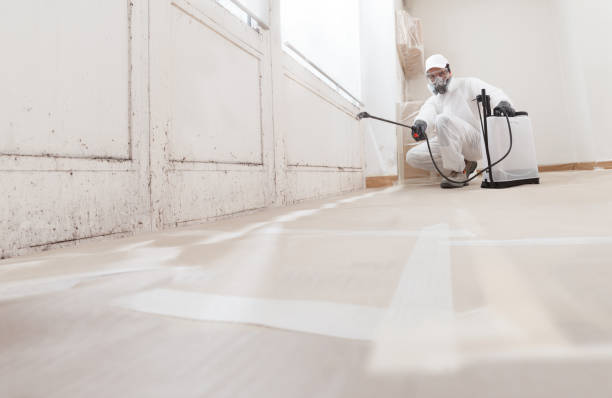 Black mold remediation team in North Miami Beach